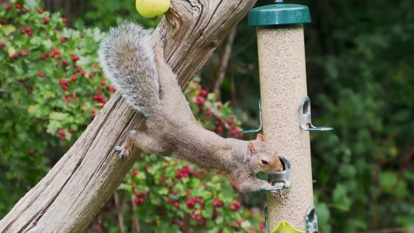 Grey Squirrel feeding on a Bird Feeder