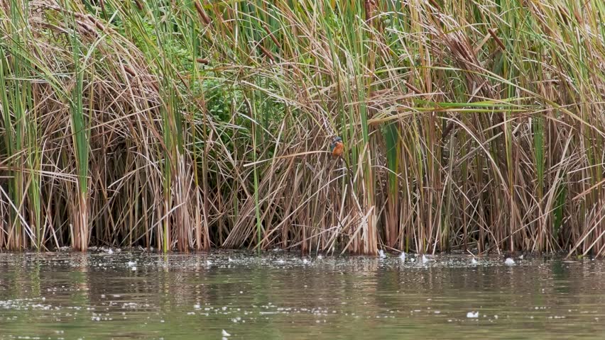 Kingfisher Perched in a Reed Bed Fishing