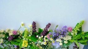 Various medicinal herbs on a white background. Selective focus. - Powered by Shutterstock - Get 15% off with code: PIKWIZARD15