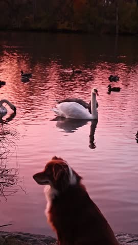 Dog is sitting on a rock near a pond with swans