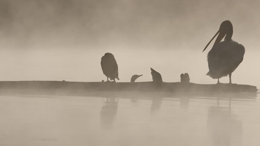 Double-crested cormorant (Nannopterum auritum) climbs onto a log in Antelope Lake (Plumas County California) on a misty morning.  Conflict ensues between it and a White Pelican