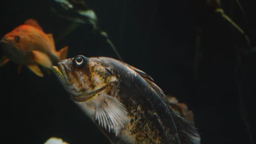 A close up shot of a rockfish, possibly a Copper Rockfish, swimming in an aquarium with another orange colored fish visible in the blurred background.