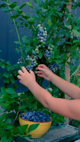 Blueberry harvest in a child hands. Selective focus.