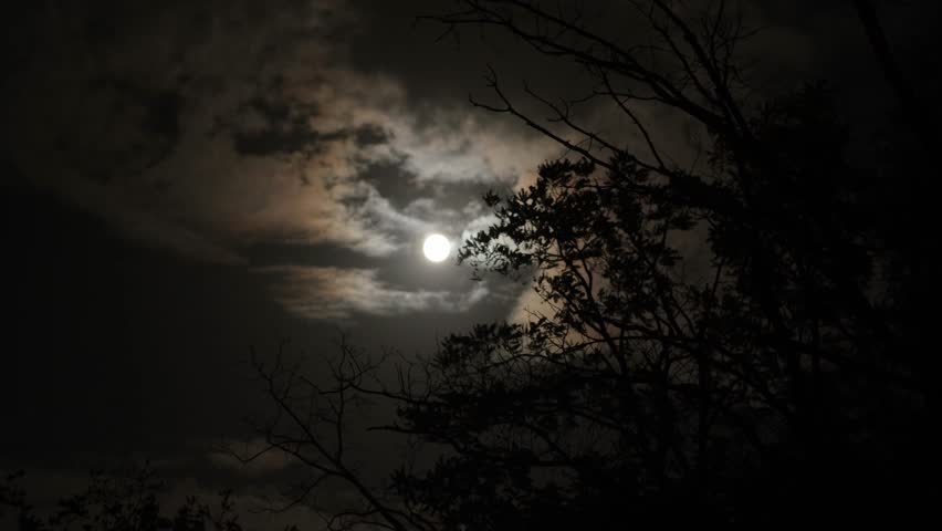Cloudy night sky with full moon. Tree branches swaying in the wind in dark woods. Moonlight in forest