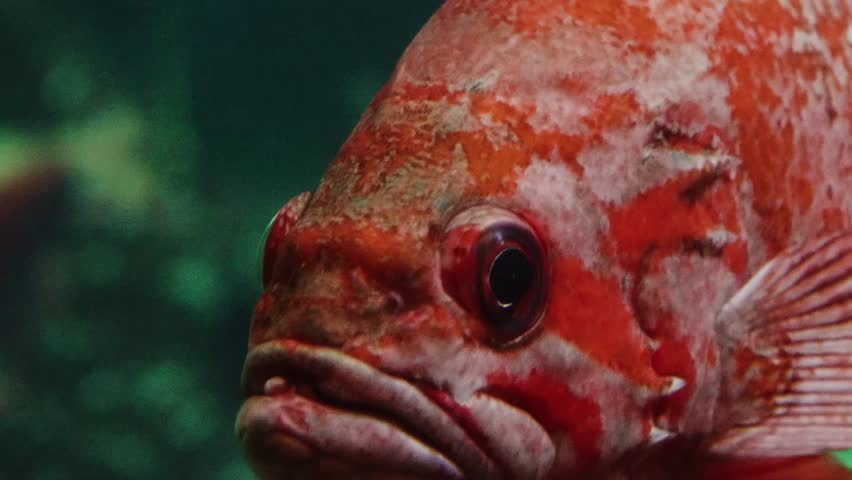 A close up portrait of a red fish with prominent eyes, commonly known as a Bigeye, swimming in a tank with a dark, blurred background of blue and green hues