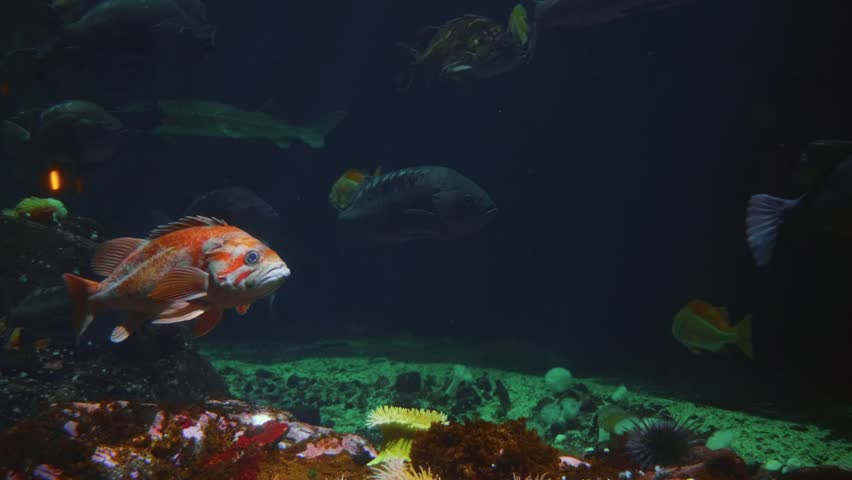 Footage of a canary rockfish and other marine life swimming in an exhibit at the Vancouver Aquarium, located in Stanley Park, Vancouver, British Columbia, Canada.