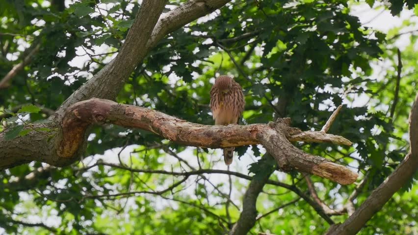 Kestrel Perched in a Tree