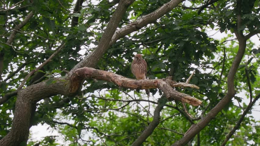Kestrel Perched in a Tree