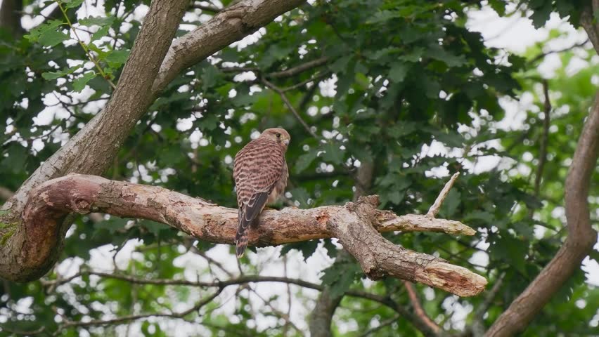 Kestrel Perched in a Tree