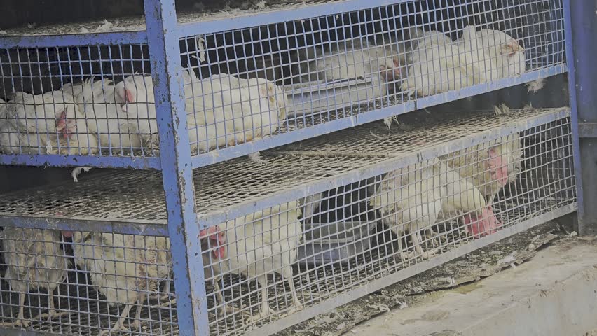 A small chicken farming business using a multi-tiered battery cage system. This setup is common for commercial poultry and maximizes space for raising egg-laying hens or broilers.