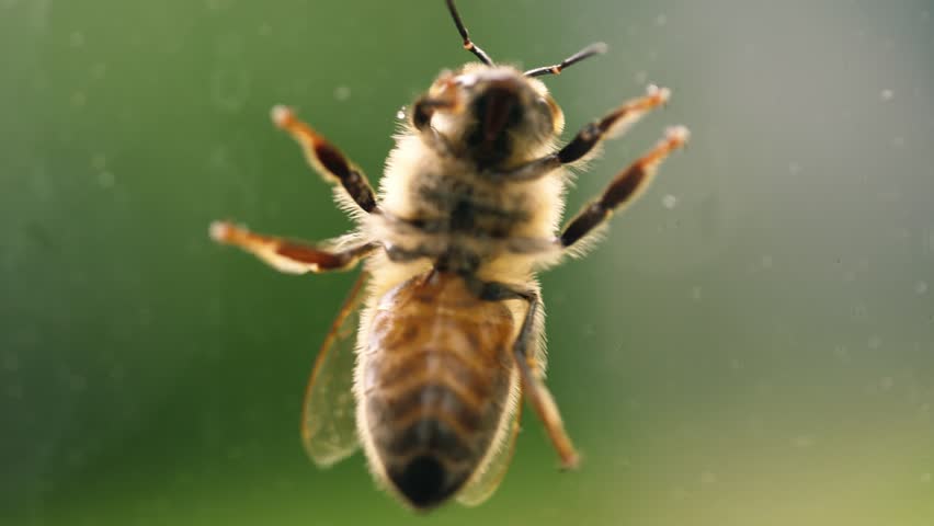 Wasp insect on window glass bottom view macro close up 4k shot selective focus