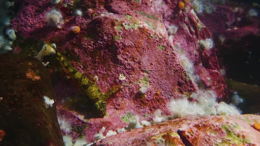 A close up shot of a small, camouflaged blenny fish resting on a vibrant, algae covered rock. The footage was taken at the Vancouver Aquarium in Stanley Park, showcasing the rich marine life of the Pa