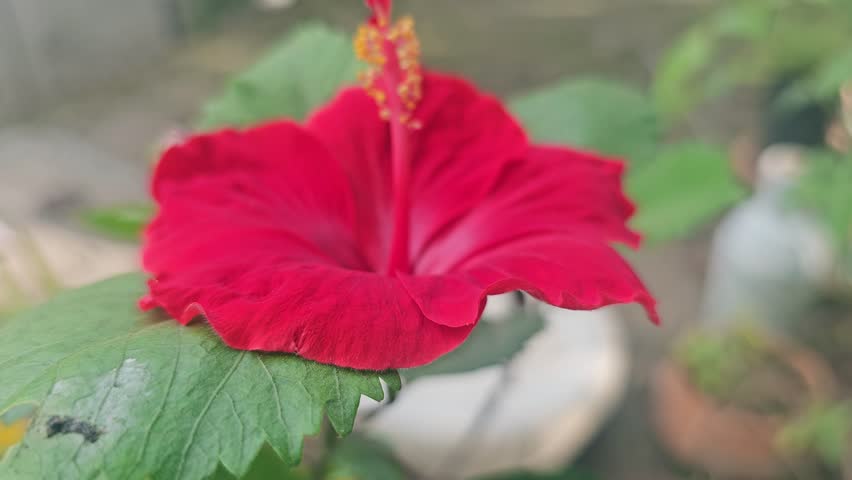 Red Hibiscus Flower Blooming A bright red hibiscus flower in full bloom with lush green leaves in the background, representing tropical beauty.