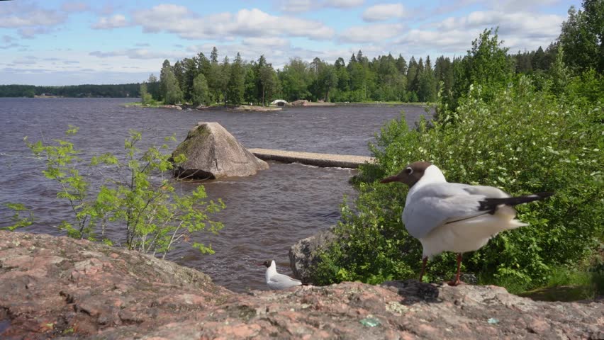 Close up of Brown headed Gull on Rock on shore. Chroicocephalus brunnicephalus. Monrepos Park