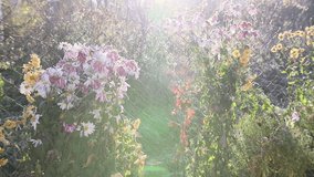 The first snow covered bright autumn flowers. First frost in autumn park. Early morning in november. Wet branches and leaves in rime - Powered by Shutterstock - Get 15% off with code: PIKWIZARD15