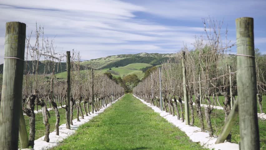 A beautiful sunny spring day at the vineyards, a symmetric shot in the middle of the row, showing the poles by the sides, and diminishing perspective towards distant green mountain and blue skies. 4K.