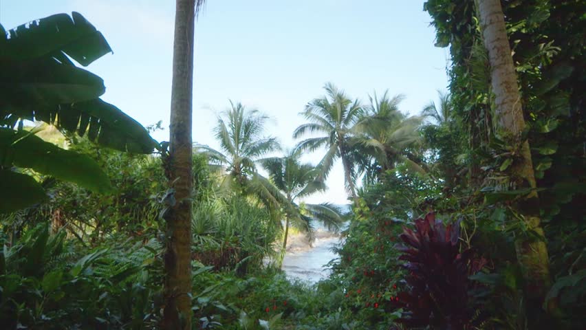 Hawaii Tropical Botanical Garden, a vibrant nature preserve nestled along the Hamakua Coast. This footage captures the lush tropical rainforest, towering palm trees, diverse flora, and glimpses of the