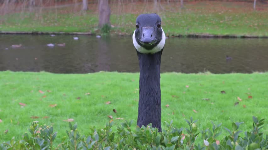 Canada Goose (Branta canadensis) playing hide and seek with the photographer. November, Kent, UK 