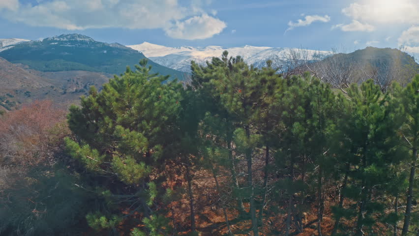 Aerial view sunny forest open hillside in Sierra Nevada Spain with snow covered mountains in background harmony nature pine oak trees season travel exploration scenic Andalusian landscape traveling