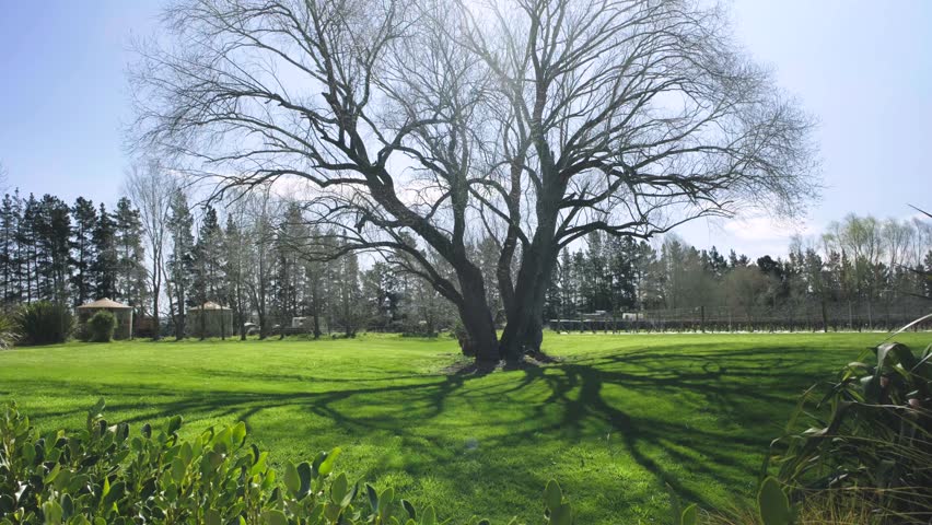 A big bare tree, in the middle of green grass surface on a beautiful sunny winter day. the backlit sunlight casts beautiful shadows of the tree branches upon the green lawn. a vivid 4K video clip.
