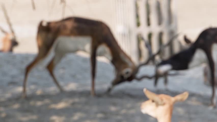 Two Male Blackbucks Locking Horns During Playful Combat
