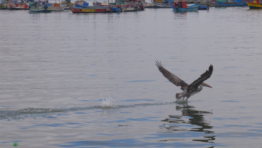 A pelican flies near the shore in a bay where fishing boats are moored.