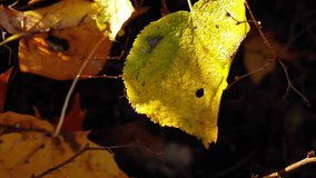 A yellowed aspen leaf covered with water droplets - Powered by Shutterstock - Get 15% off with code: PIKWIZARD15