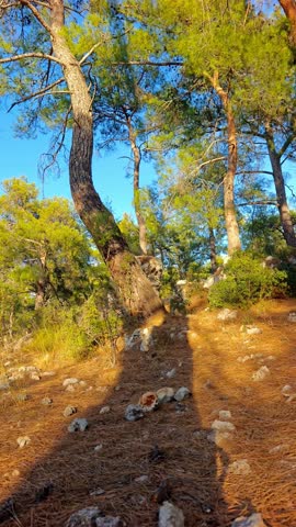 A serene motion timelapse capturing the slow movement of a tree's shadow across golden ground at Guver Canyon. The light shifts from warm yellows to cool greens, reflecting the quiet rhythm of natue. 