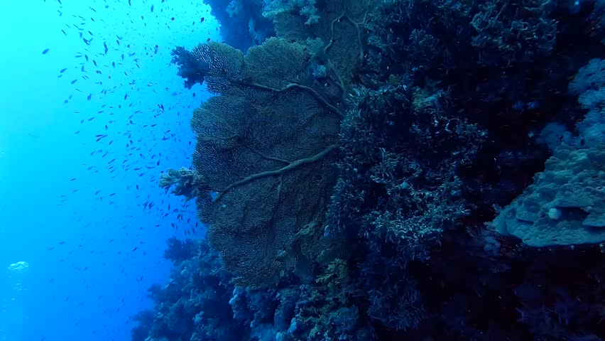 Swimming next to a big gorgon fixed on a reef full of corals - Egypt Red Sea - BDE