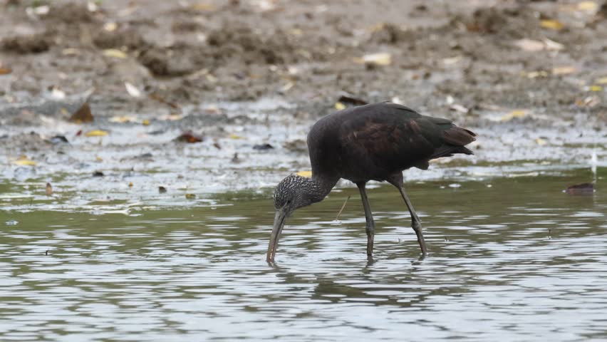 A Glossy Ibis, Plegadis falcinellus, feeding in the mud at the edge of a lake.