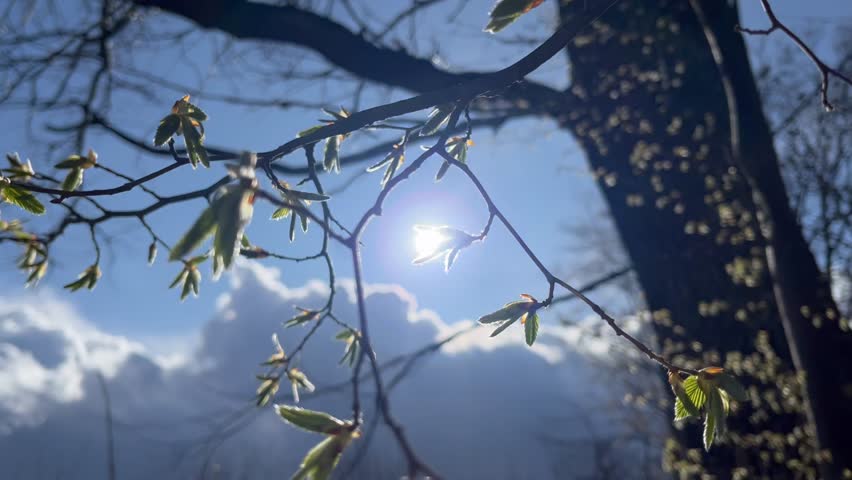Sunlight Shining Through Tree Branches With Young Spring Leaves Growing