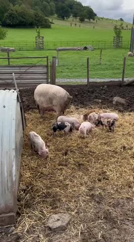 Large Sow, Pig With Piglets Foraging In A Muddy, Straw Filled Farm Pen, On A Sunny Day. 