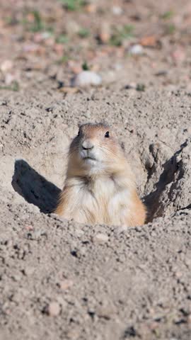 Prairie Dog Standing at Burrow Entrance – Vertical Wildlife Clip with Audio