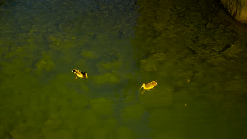 Two mallard ducks swimming together in green pond water. Two wild mallard ducks, a male drake and a female hen, gracefully swimming together in the calm, greenish water of a lake