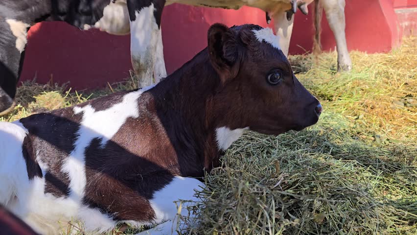Cute newborn calf with black and white spots lying on the ground and eating hay in a barn