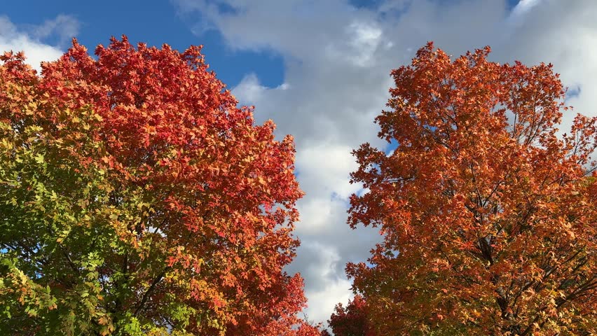 Looking up view of colorful leaves on two maple trees moving in the wind on a crisp fall day in Harlem, Manhattan, New York City