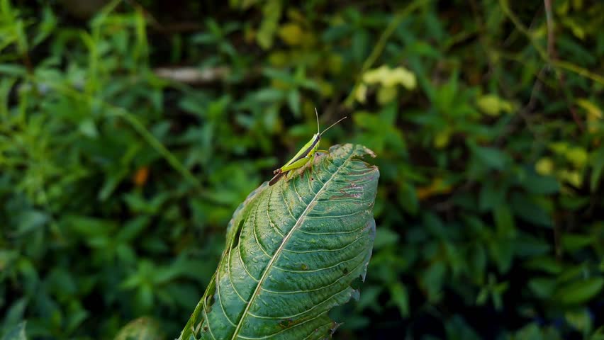 Close-up of grasshoppers on a leaf near rice fields in the morning, captured handheld with calm natural light, showing holes made by plant pests.