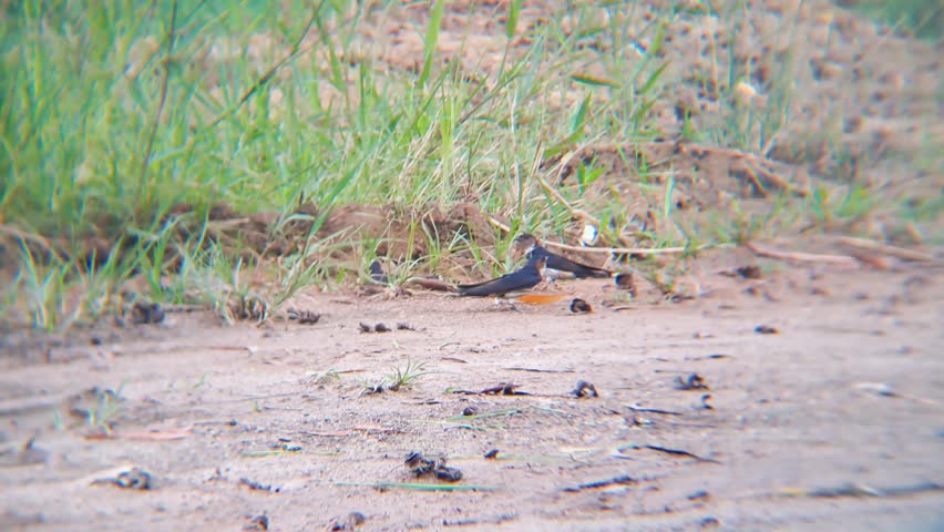 Telephoto shot of rock swallows flocking by a rice field, joyfully drinking from puddles and flying together in the countryside under a bright cloudy sky.