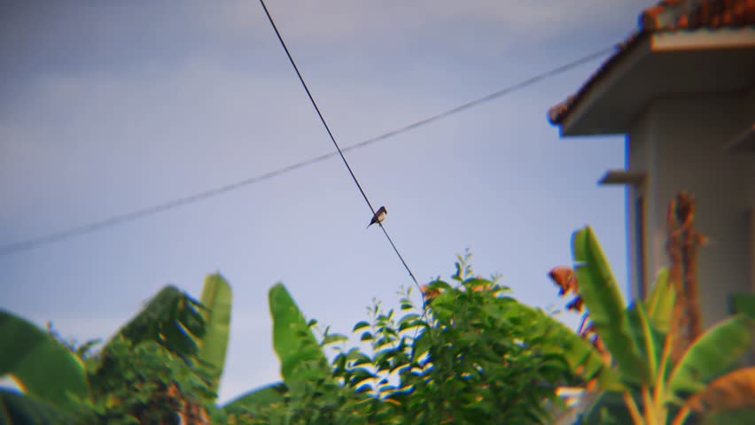 Small sparrow perched on electric wire near village houses and rice fields, rural nature scene in tropical countryside, peaceful wildlife moment in Asia.