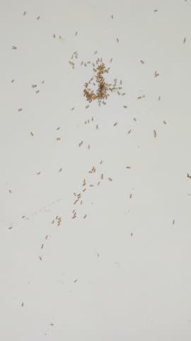 Swarm of small red ants gathering and moving on a clean white floor surface.