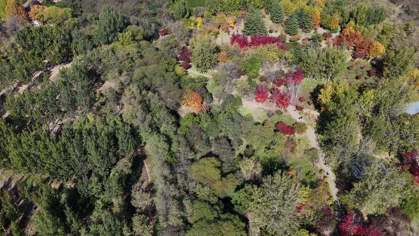 Aerial view of the autumn colors at the foot of the mountain: maple leaves have turned red, and other leaves have turned yellow.