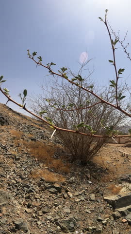 A close-up of a thorny shrub with new leaves growing on a multicolored rocky desert hillside against a bright, clear blue sky — ideal for nature, rock texture, environment, or climate concept videos.