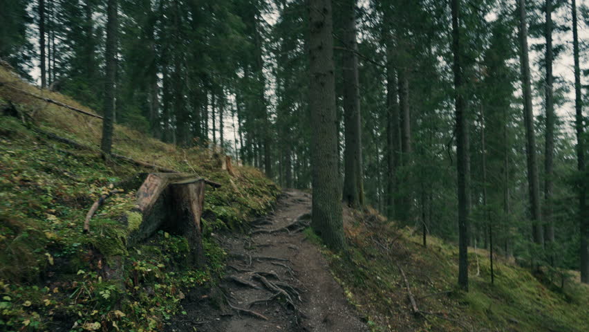 POV Walk Through Mountain Forest Trail with Sunlight in Pine Woods