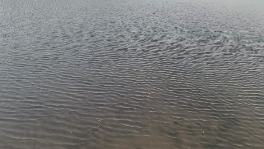 ripples in the pond water 