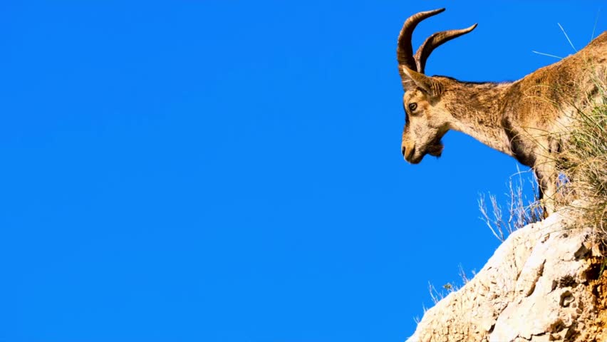A mountain goat stands on the edge of a rocky cliff, gazing downward against a vivid blue sky.