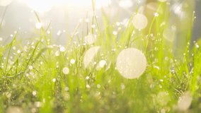 Spring Morning Dew on Fresh Green Grass Blades 4K Close Up - Powered by Shutterstock - Get 15% off with code: PIKWIZARD15