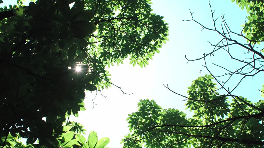 Sunlight Filtering Through Summer Tree Leaves in Forest