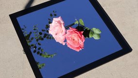 A square-framed mirror on the ground reflects the deep blue sky as pink and coral peach roses rest gently upon it, surrounded by jujube leaves in tranquil harmony.. Florida, November 1, 2025 - Powered by Shutterstock - Get 15% off with code: PIKWIZARD15