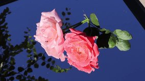 Part 2: A square-framed mirror on the ground reflects the deep blue sky as pink and coral peach roses rest gently upon it, surrounded by jujube leaves in tranquil harmony.. Florida, November 1, 2025
  - Powered by Shutterstock - Get 15% off with code: PIKWIZARD15