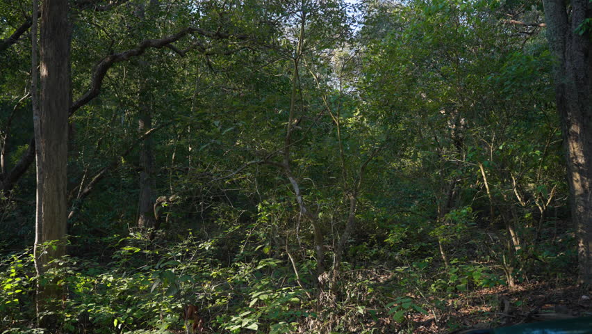 Morning sun filters through forest leaves in Jim Corbett Park, serenity
